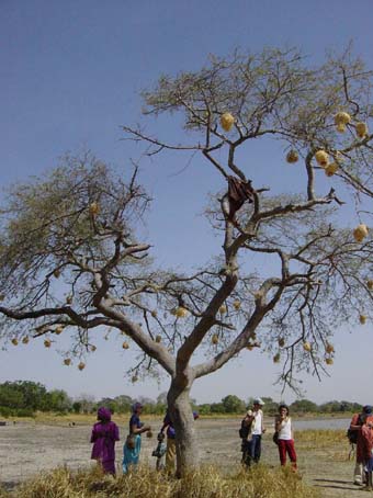 Ficus