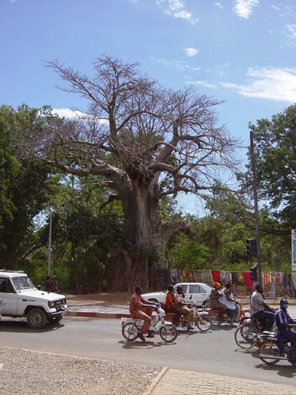 Ficus