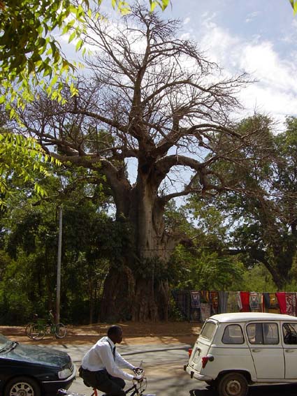 Ficus