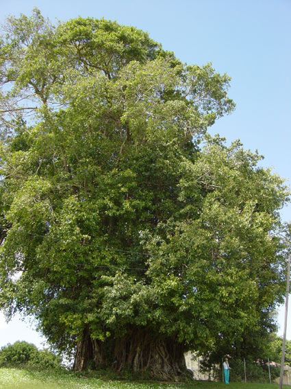 Ficus