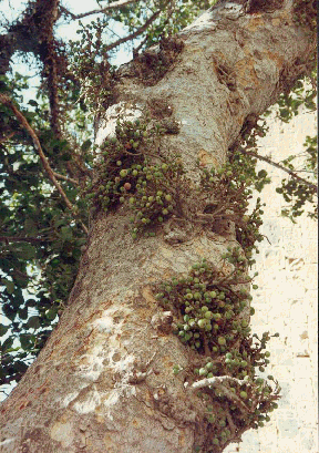 Ficus