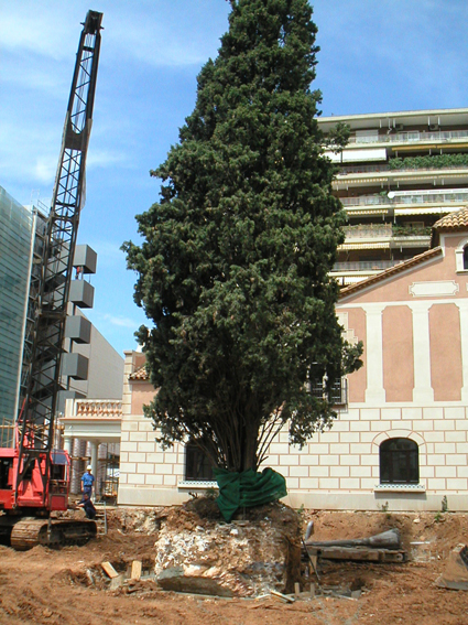 Ficus