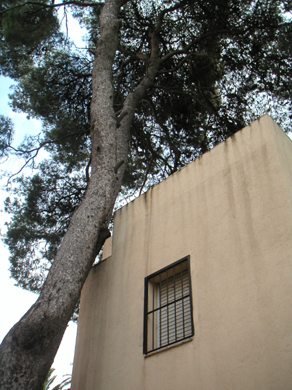 Ficus