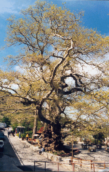 Ficus