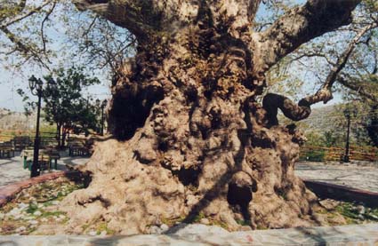 Ficus