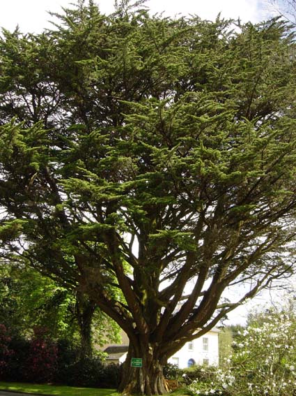 Ficus
