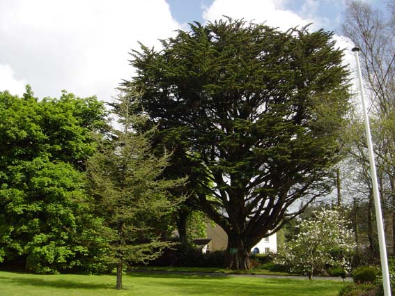 Ficus