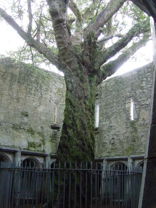 Ficus