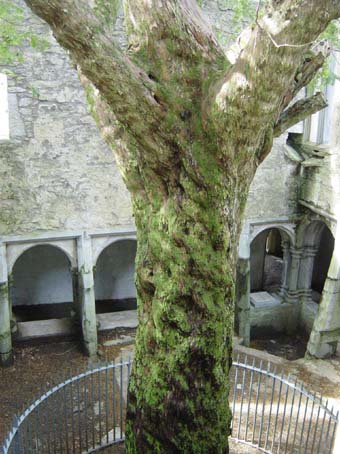 Ficus