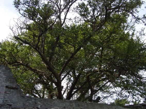 Ficus