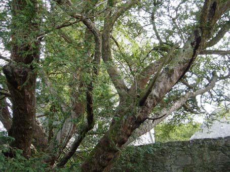 Ficus