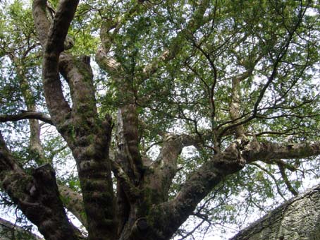 Ficus