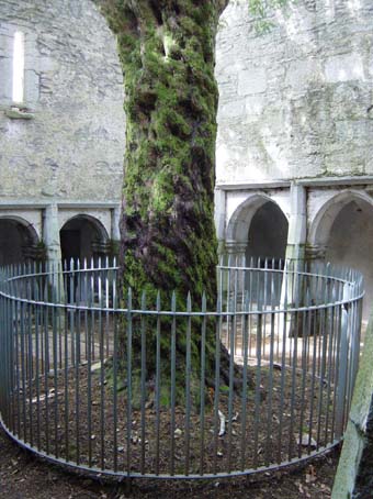 Ficus