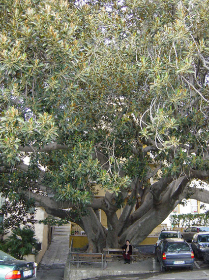 Ficus