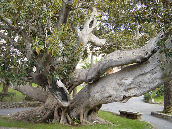 Ficus