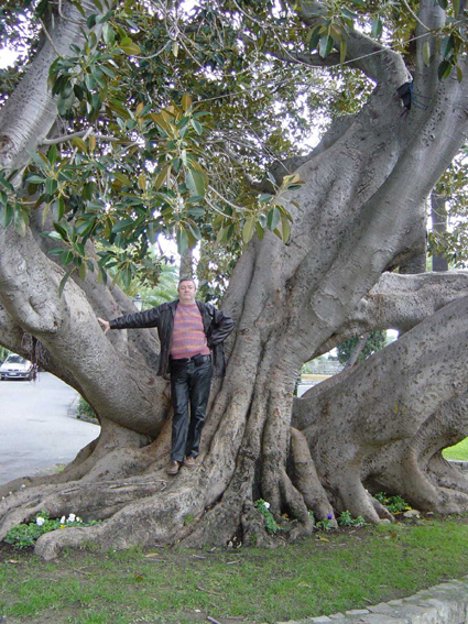 Ficus