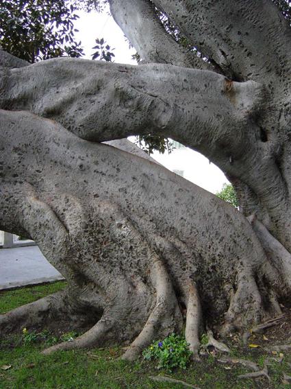 Ficus
