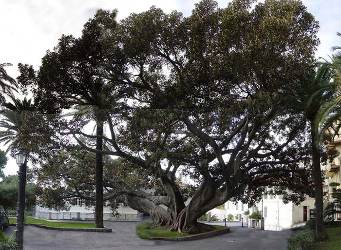 Ficus