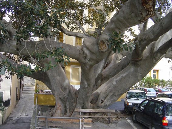 Ficus