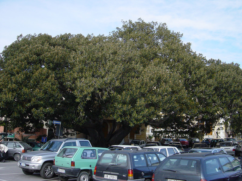 Ficus