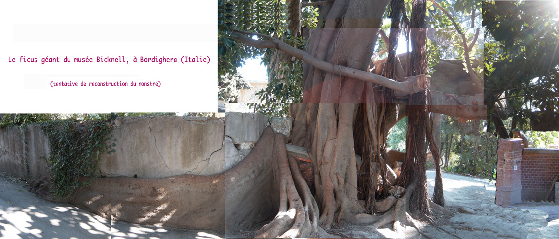 Ficus
