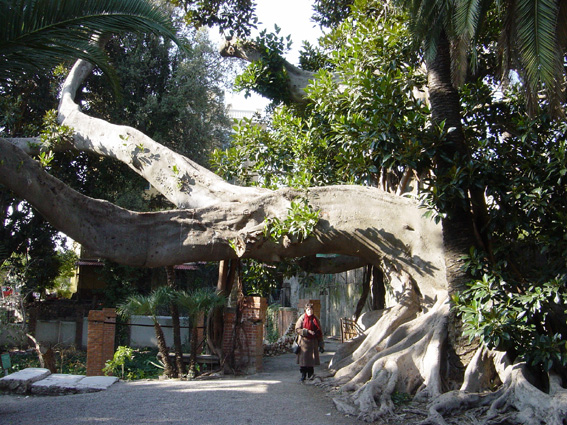Ficus