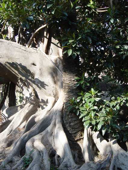 Ficus