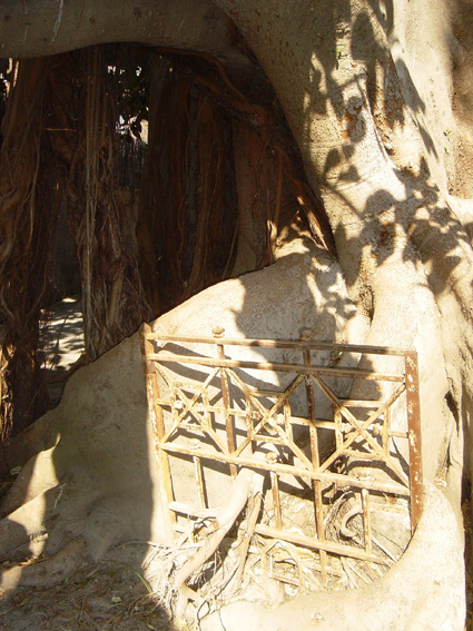 Ficus