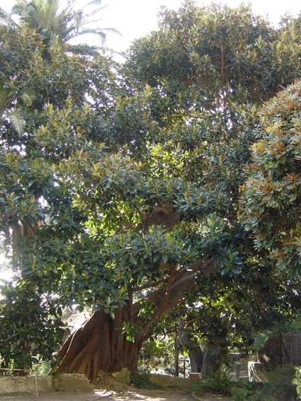 Ficus