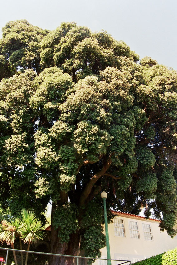 Ficus