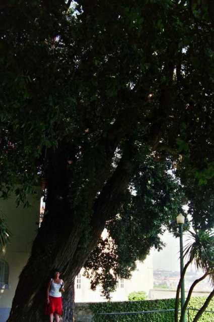 Ficus