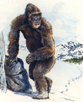 yeti